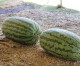 Watermelon Weigh-in and Auction