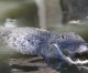 Private Alligator Hunt in South Arkansas