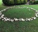 Fairy rings: Curious product of Mushrooms Decomposing Clippings, Debris