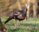 Unclaimed WMA Turkey Hunt Permits Available Online February 15