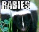 Rabid Skunk Found In Hope