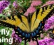 Butterfly Gardening Class Tuesday In Prescott