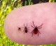 UAMS Seeks Public’s Help Collecting Ticks