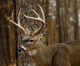 Changes Made To WMA Deer Hunt Permit Application Process