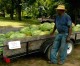 Well-Known Local Watermelon Vendor Has A Full Load