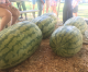 Watermelon Auction