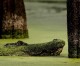 Arkansas Alligator Permit Draw Complete