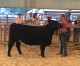 Hempstead County Cattle Show