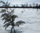 May Hill Farms Now Growing Christmas Trees