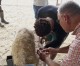 Students learn to trim sheep hooves