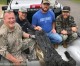 Largest Alligator Harvest to Date in Arkansas