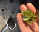 Giant Salvinia Found on Millwood Lake