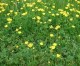 Buttercup weeds problematic for pastures