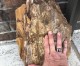 Petrified Wood From Ross Cemetery At Shover Springs Returns Home