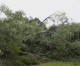 Storm fells tree, damages home