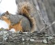 The Big Squirrel Challenge
