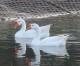 Geese At Lake Huckabee