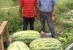 Hope-Hempstead County Chamber of Commerce Seeking Large Watermelons