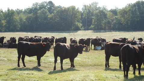 Beef and Forage Field Day coming to Hope