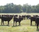 Beef and Forage Field Day coming to Hope