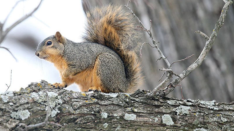 The Big Squirrel Challenge