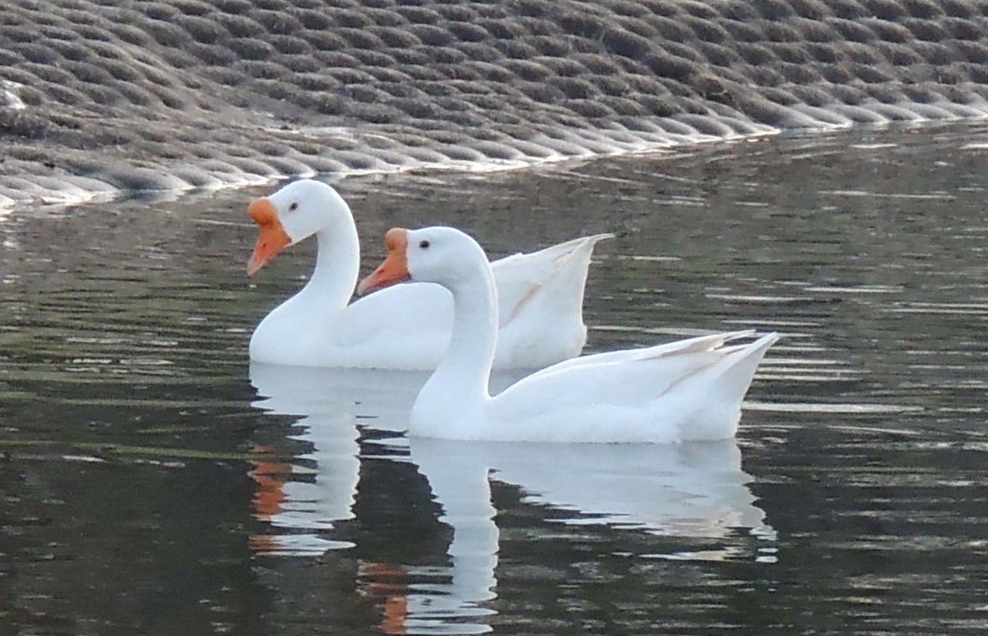 Geese At Lake Huckabee