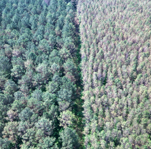 Brown spot needle blight spreads to Hempstead, Nevada & Lafayette Counties