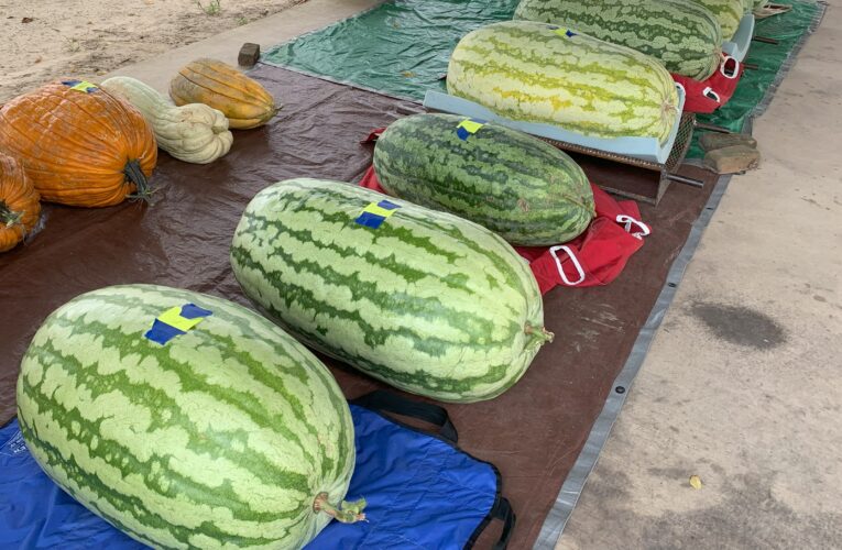 Watermelon Weigh-Off Set for August 30th in Washington