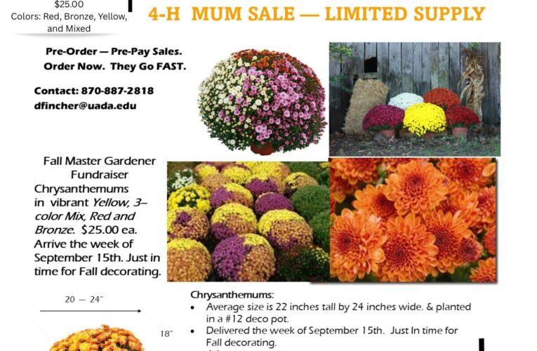 Nevada County 4-H yearly Mum sale underway