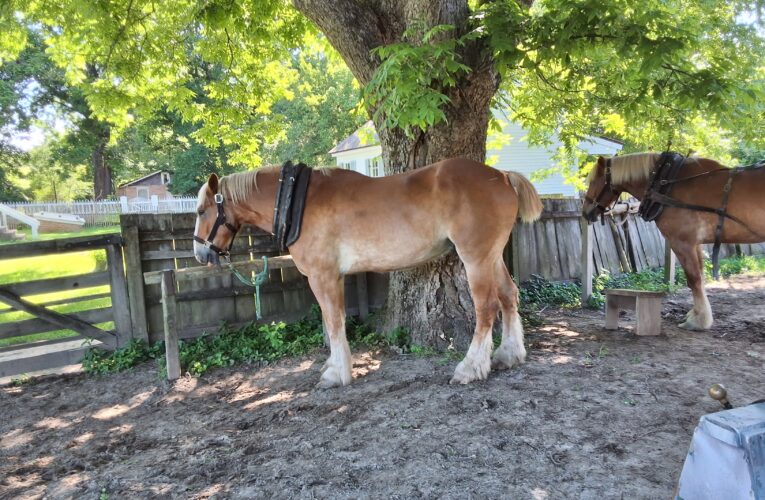 Hooves through History at Historic Washington State Park