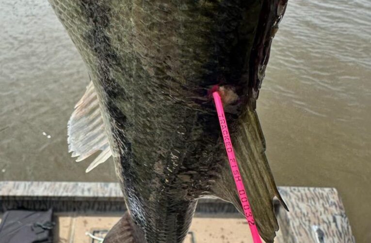 AGFC Millwood Project update