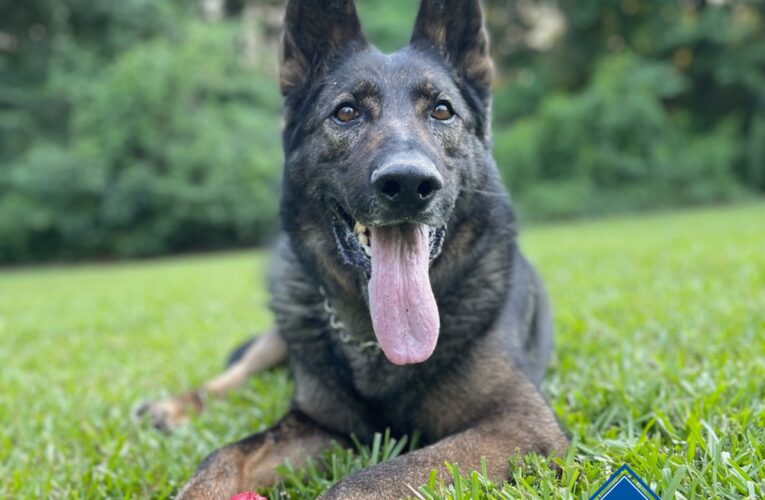 Arkansas State Police K-9 Dies, Spent Last Years Serving Troop G