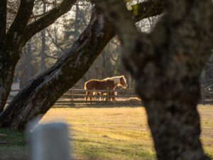 Hooves through History at Historic Washington State Park